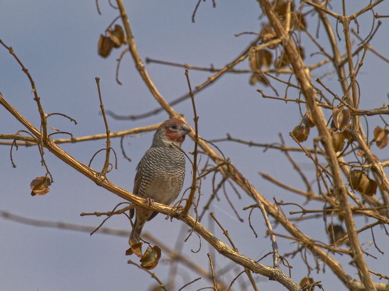 Weaver Bird, Grootberg